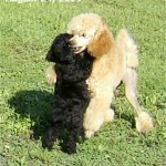 Pixie and Jake, our poodles