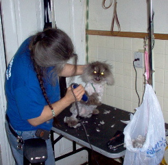 How tragic is this, grooming in the kitchen?
